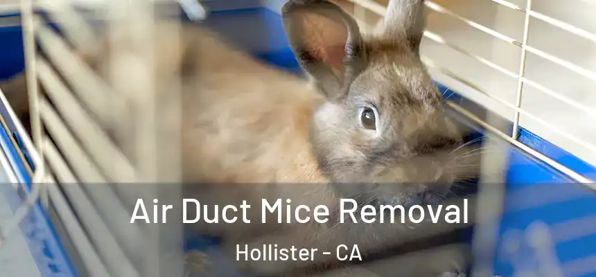 Air Duct Mice Removal Hollister - CA